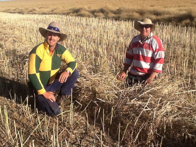 Inspecting a narrow windrow left behind while harvesting canola