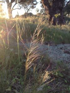 Billy Goat Hill Cowra 