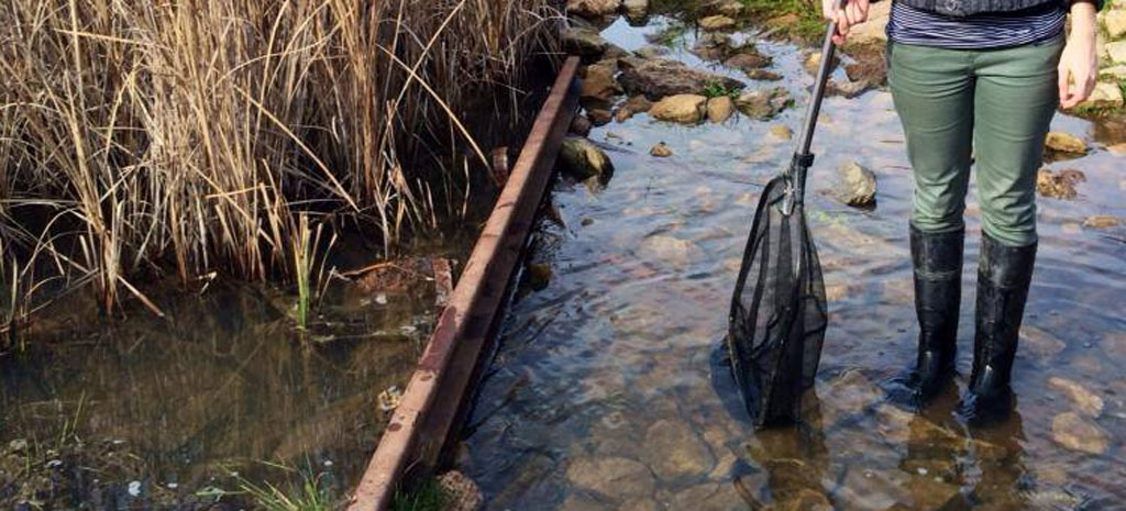 Site selection for frog study Mid Lachlan
