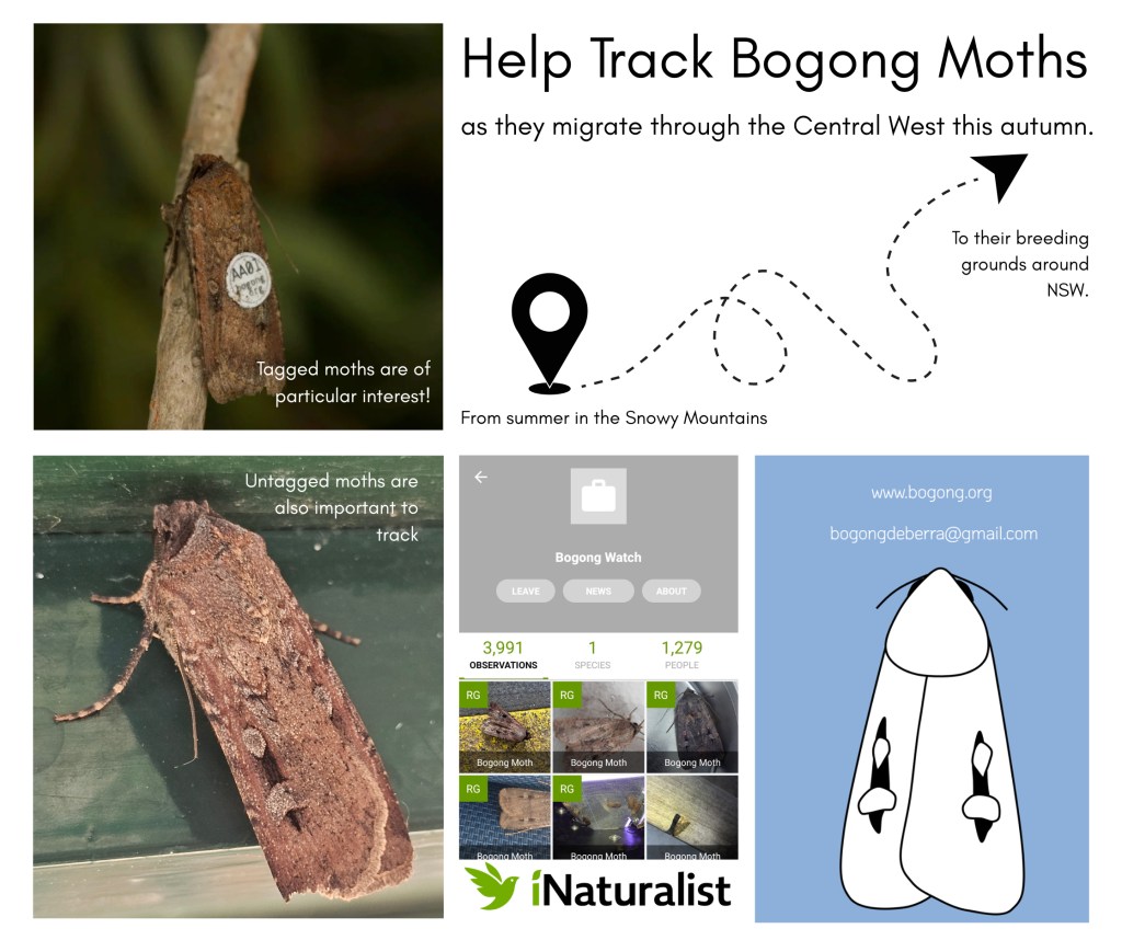Track tagged bogong moths